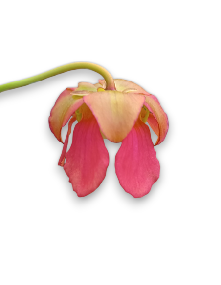 Sarracenia  Barba