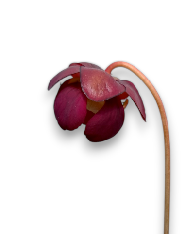 Sarracenia purpurea var. venosa
