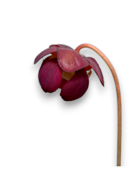 Sarracenia purpurea var. venosa