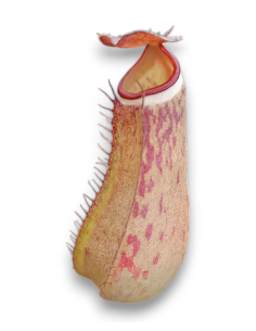 Nepenthes Albomarginata 2