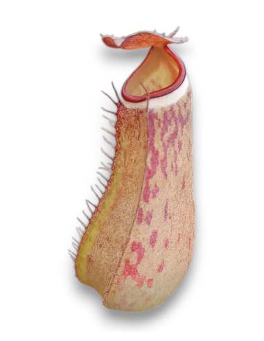 Nepenthes Albomarginata