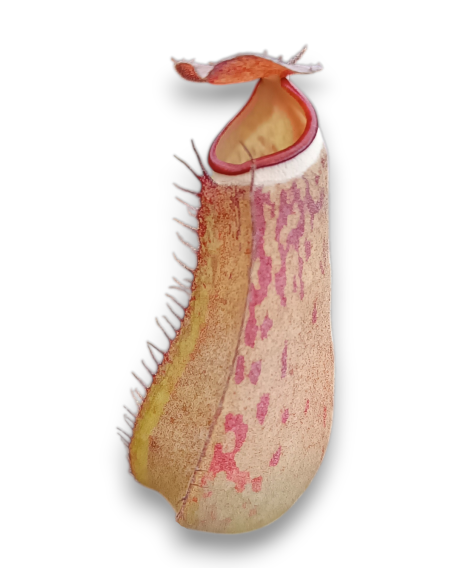 Nepenthes Albomarginata