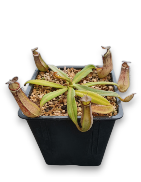 Nepenthes Albomarginata