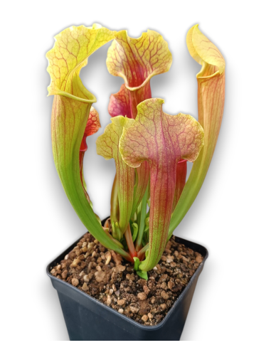 Sarracenia X Smoorii