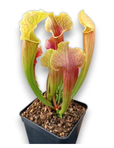Sarracenia X Smoorii