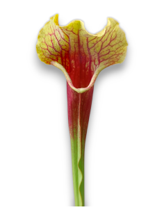 Sarracenia X Smoorii 2