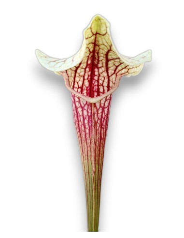 Sarracenia X Eva