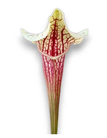 Sarracenia X Eva