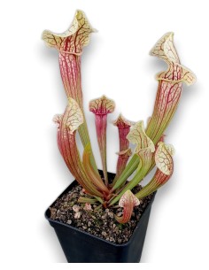 Sarracenia X Eva