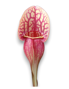 Sarracenia X Hans 2