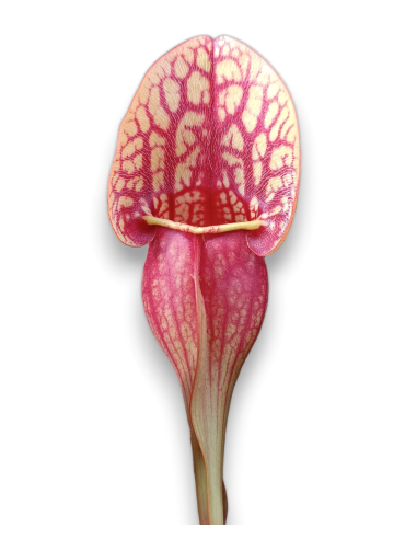 Sarracenia X Hans