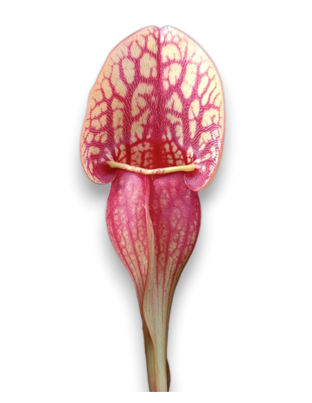 Sarracenia X Hans