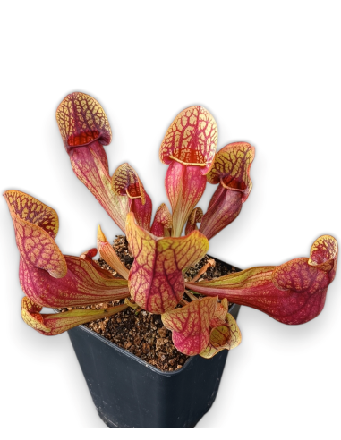 Sarracenia X Hans