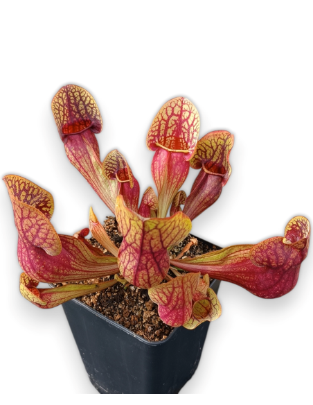 Sarracenia X Hans