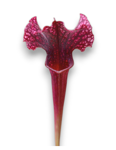 Sarracenia X Judith Hindle 2