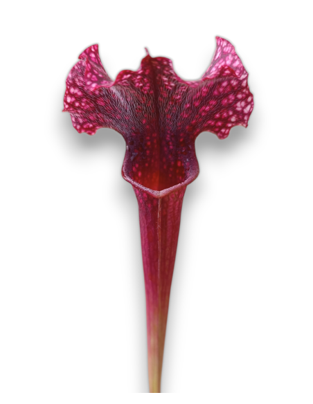 Sarracenia X Judith Hindle
