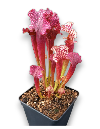 Sarracenia X Judith Hindle