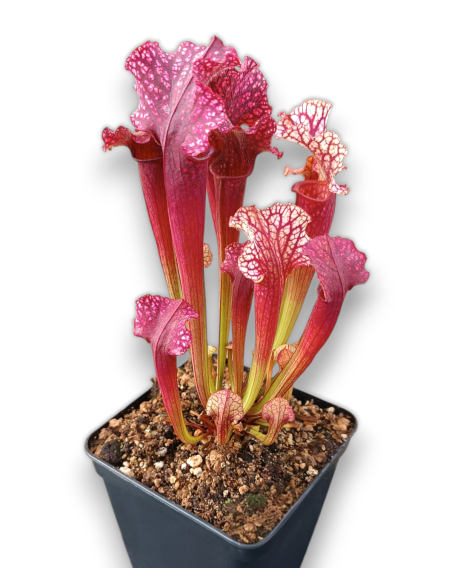 Sarracenia X Judith Hindle