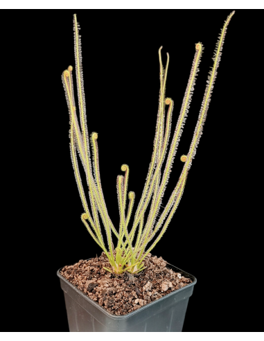 Drosera filiformis