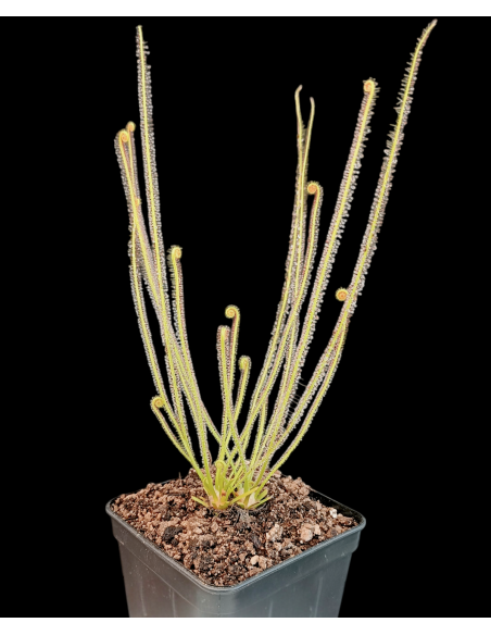 Drosera filiformis