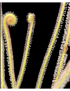 Drosera filiformis 2