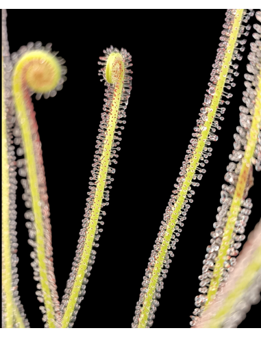 Drosera filiformis