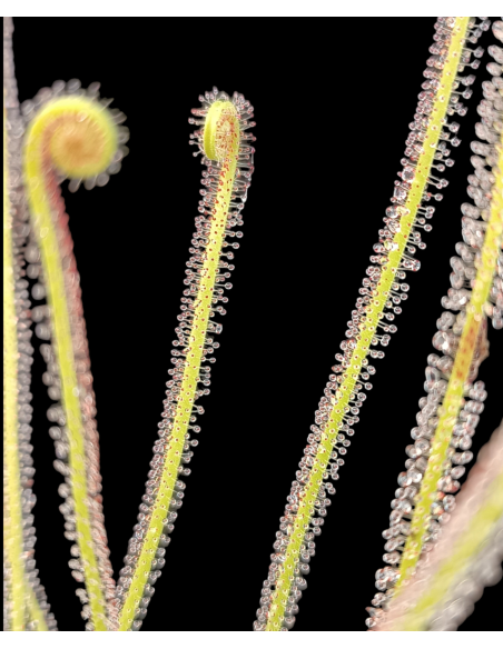 Drosera filiformis