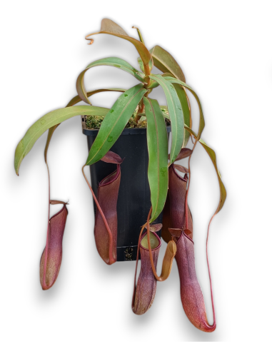 Nepenthes Rebecca Sopper