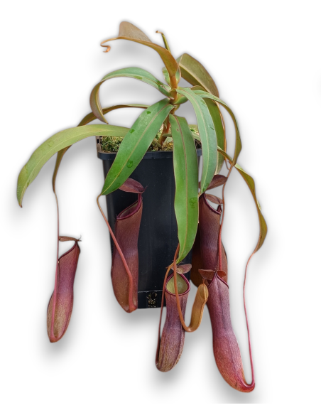 Nepenthes Rebecca Sopper
