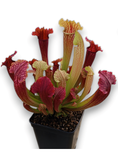 Sarracenia X Fiona