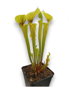 Sarracenia Flava Var. Flava