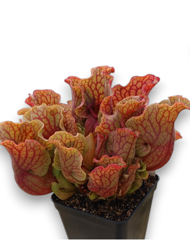 Sarracenia purpurea var. venosa
