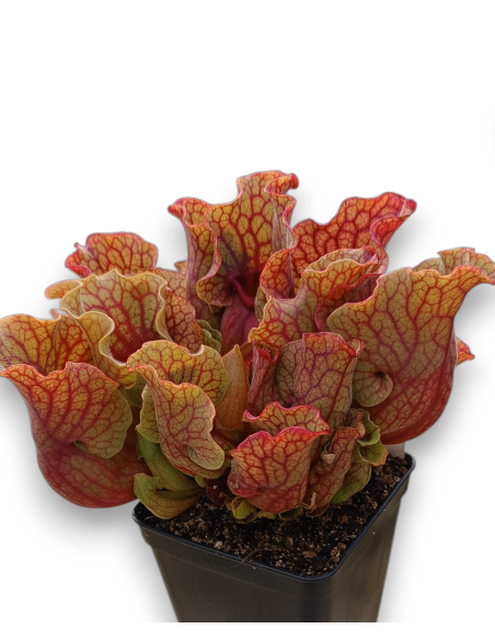 Sarracenia purpurea var. venosa