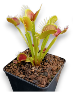 Dionaea Muscipula - Erect Form
