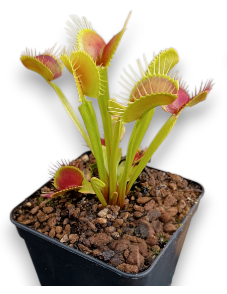 Dionaea Muscipula - Erect Form