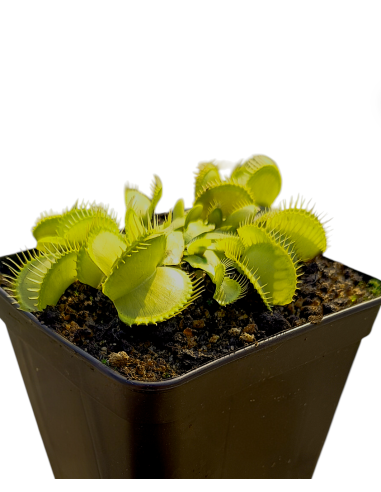 Dionaea Muscipula - All Green