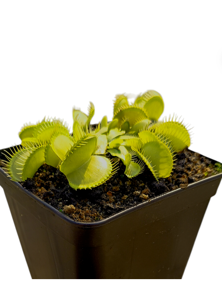 Dionaea Muscipula - All Green