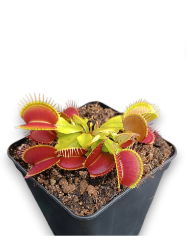 Dionaea Muscipula - carniseeds