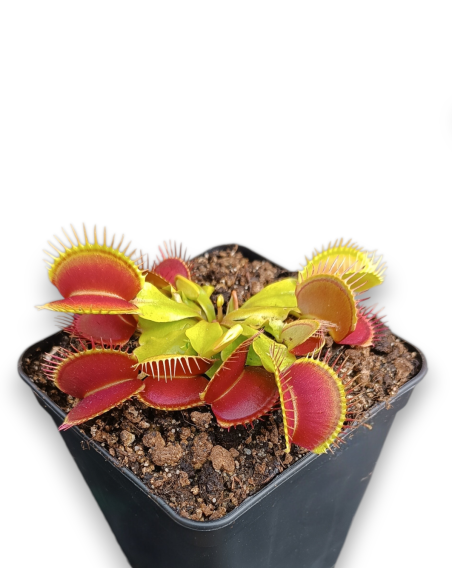 Dionaea Muscipula - carniseeds