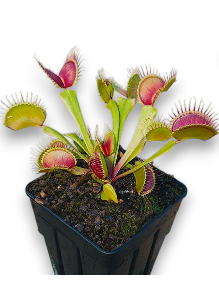Dionaea Muscipula - B52