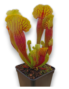 Sarracenia X Vogel