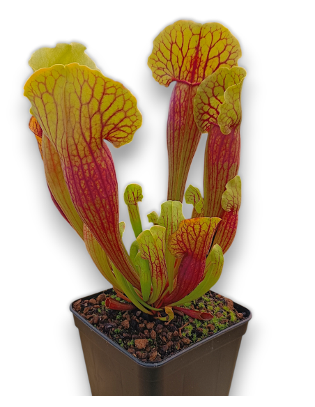 Sarracenia X Vogel