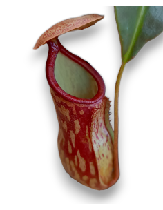 Nepenthes x Gaya 2