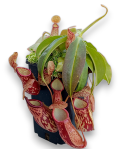 Nepenthes x Gaya