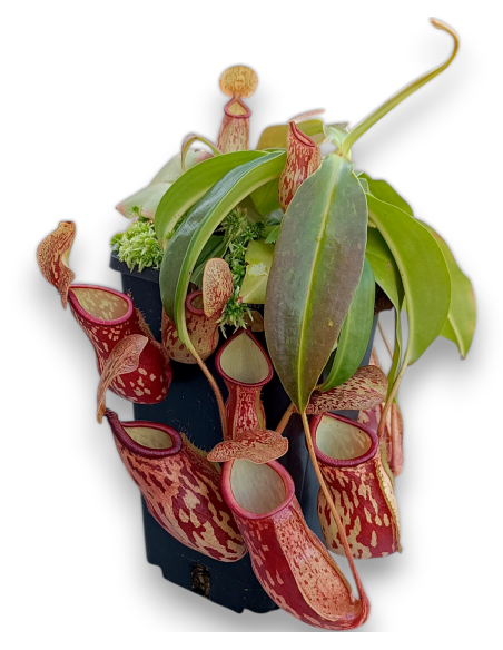 Nepenthes x Gaya