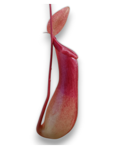 Nepenthes Ventricosa x Alata 2