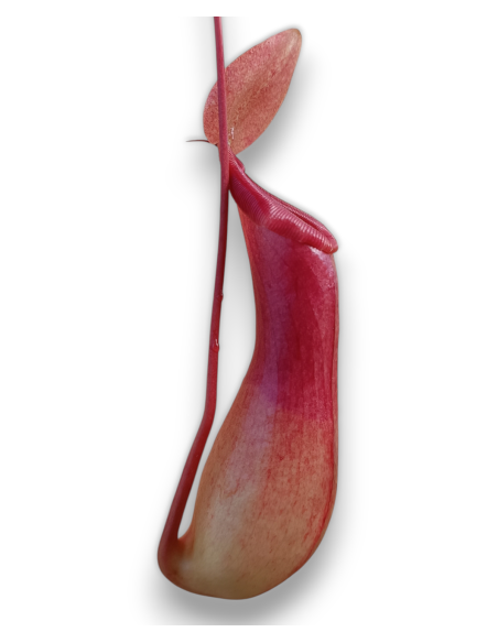 Nepenthes Ventricosa x Alata