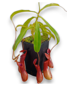 Nepenthes Ventricosa x Alata