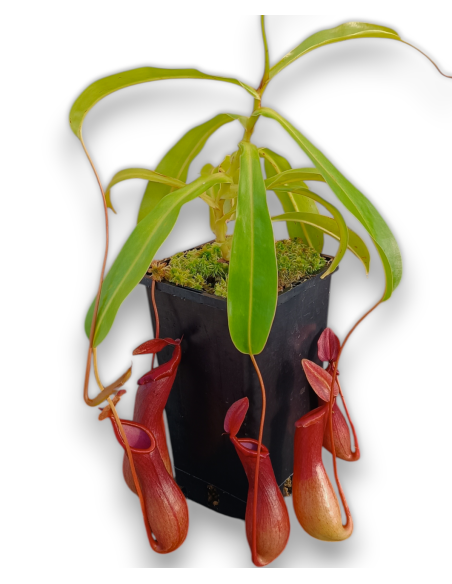 Nepenthes Ventricosa x Alata