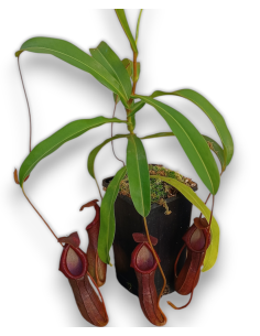 Nepenthes Bill Balley